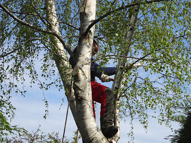 How Our Tree Care Process Works  in  Sterling, AK